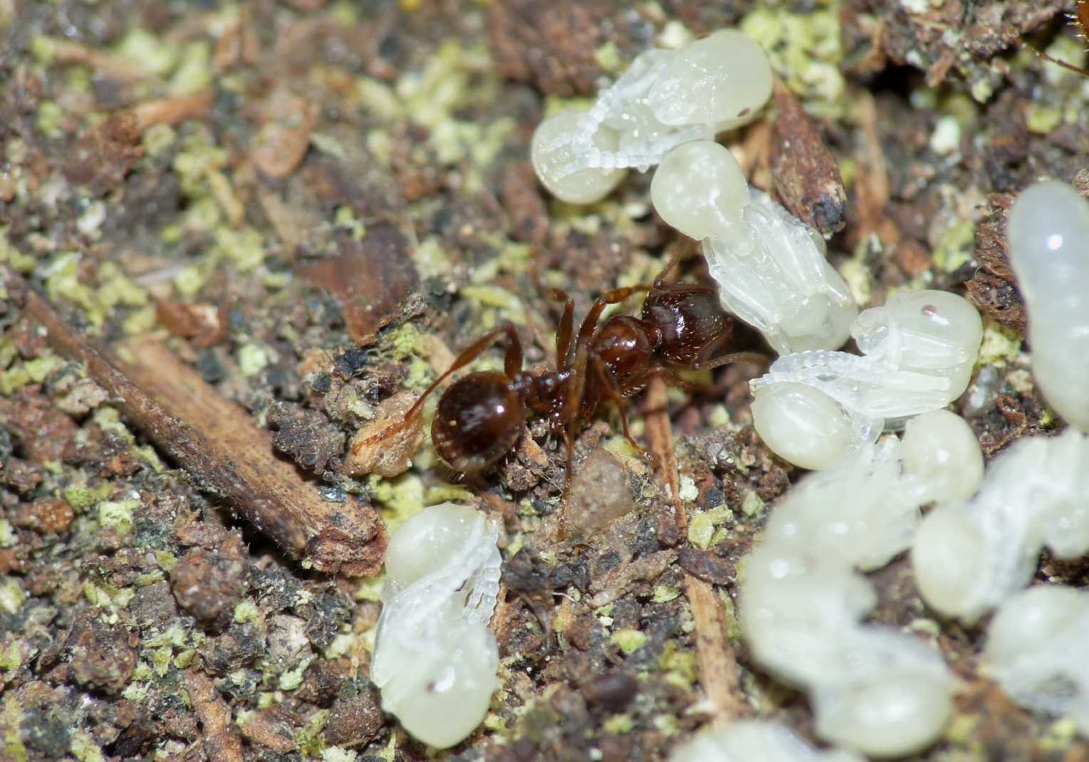 Aphaenogaster subterranea?